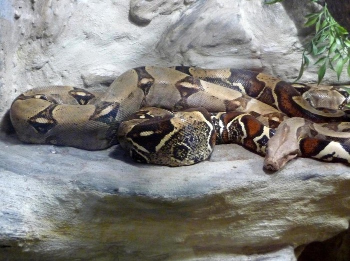 Waspada Ular Piton, Polisi Minta Warga di Sulbar Bersihkan Rumah