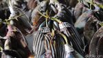 Ikan-ikan Segar Semarakkan Pasar Rakyat Atambua