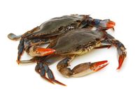Ini Beda Kepiting Betina hingga Jantan Serta Cara Pilih Kepiting Segar