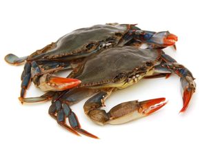 Wah, Kepiting Hidup Ini Masih Makan Sayuran Saat Dimasak!