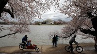 Tak hanya itu, beberapa terlihat menikmati keindahan bunga sakura yang telah mekar. REUTERS/Aaron P. Bernstein.
