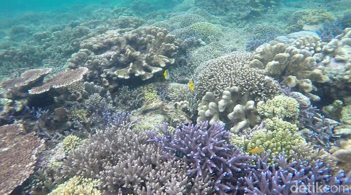 Tak Cuma Ubur-ubur Langka, Kakaban Juga Punya Spot Snorkeling Eksostis