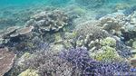 Penat Akan Kehidupan Kota Besar? Yuk, Snorkeling di Kakaban