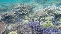 Ikan-ikan mulai dari ukuran kecil sampai besar berenang bebas di sekitar karang. Seakan menari, ikan-ikan ini keluar masuk ke dalam karang dengan lincah (Bonauli/detikTravel)