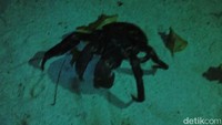 Tak hanya penyu, hewan langka seperti kepiting kenari juga kerap ditemukan di Sangalaki (dok istimewa)