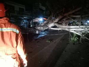 Pohon Tumbang di Duren Sawit Sebabkan Akses Jalan Tertutup