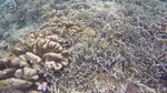 Penat Akan Kehidupan Kota Besar? Yuk, Snorkeling di Kakaban