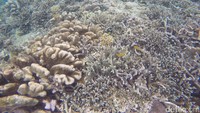 Pulau Kakaban memiliki jenis karang yang mengelilingi pulau. Sehingga snorkeling di sekitar Kakaban adalah hal yang tepat untuk refreshing (Bonauli/detikTravel)
