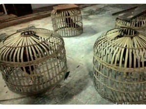 Forum Pemuda di Palu Resah Judi Ayam di Petobo, Polisi Siap Tindak