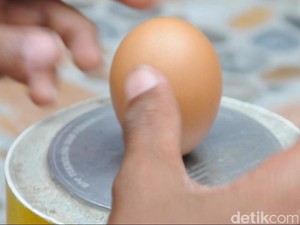 Fenomena Telur Ayam Berdiri Tegak di Sulawesi Tengah