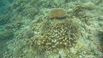 Penat Akan Kehidupan Kota Besar? Yuk, Snorkeling di Kakaban