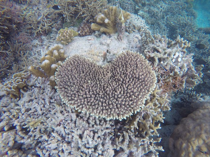 Ada Karang Bentuk Hati di Maratua!