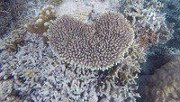 Bahkan kalau beruntung, kamu bisa melihat karang berbentuk love (Ernez Leo/dtraveler)