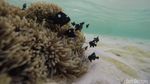Beginilah Potret Instagrammable Pulau Sangalaki