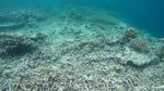 Penat Akan Kehidupan Kota Besar? Yuk, Snorkeling di Kakaban