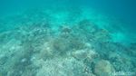 Di Maratua, Snorkeling Bisa Lihat Karang Bentuk Hati