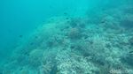 Di Maratua, Snorkeling Bisa Lihat Karang Bentuk Hati