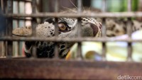 Seekor anak macan dahan juga diamankan dari AM.