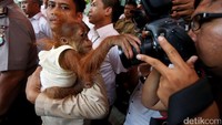 Satu dari tiga hewan langka yang diamankan adalah bayi orangutan.