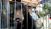 Tiga hewan langka diamankan dari kediaman pengusaha dan kolektor berinisial AM (42) di bilangan Pejaten, Jakarta Selatan, Selasa (4/4/2017).