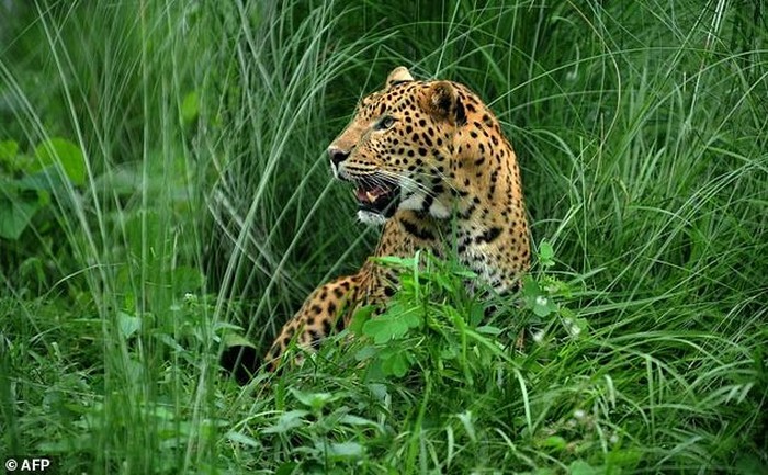 Ilustrasi Macan Tutul