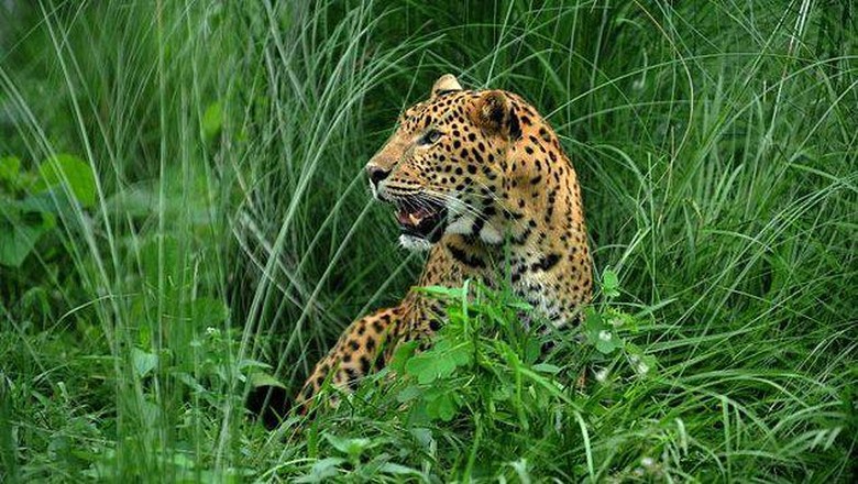 Bunuh Macan Tutul dengan Keji, 2 Pria Ditangkap di Sri Lanka Bunuh Macan Tutul dengan Keji, 2 Pria Ditangkap di Sri Lanka