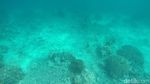 Di Maratua, Snorkeling Bisa Lihat Karang Bentuk Hati