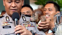 Kabid Humas Polda Metro Jaya Kombes Argo Yuwono memberikan penjelasan. Seperti diketahui, tersangka membeli ketiga hewan tersebut dari seorang penjual di Instagram yang kini masih diburu. Untuk seekor anak macan dahan dibelinya senilai Rp 60 juta, anak beruang madu seharga Rp 15 juta, dan bagi orangutan senilai Rp 25 juta.
