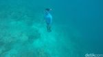 Di Maratua, Snorkeling Bisa Lihat Karang Bentuk Hati