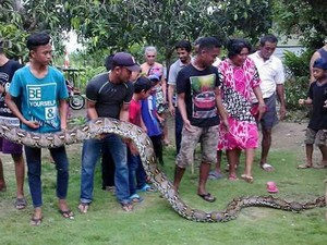 Warga Bone Bunuh Ular Piton 6 Meter karena Takut Memangsa Orang