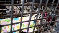 Berbeda dengan beruang madu dan orangutan yang sangat aktif bergerak saat dirilis, kondisi macan dahan hanya terus terbaring.