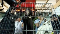 Polisi menunjukkan seekor beruang madu, macan dahan, orangutan saat jumpa pers. ketiga hewan langka tersebut dimasukkan ke dalam kandang masing-masing.