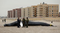 Ini penampakan paus bungkuk yang mati di pantai Rockaway, New York, Amerika Serikat, pada Selasa (4/3/2017) waktu setempat. REUTERS/Lucas Jackson.