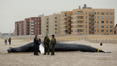 Seekor Paus Bungkuk Terdampar di Pantai New York