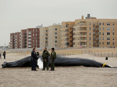 Seekor Paus Bungkuk Terdampar di Pantai New York