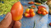 Tomat di Atambua bentuknya lebih lonjong. Banyak sayur lain yang berbeda dengan yang ada di Jawa (Fitraya/detikTravel)