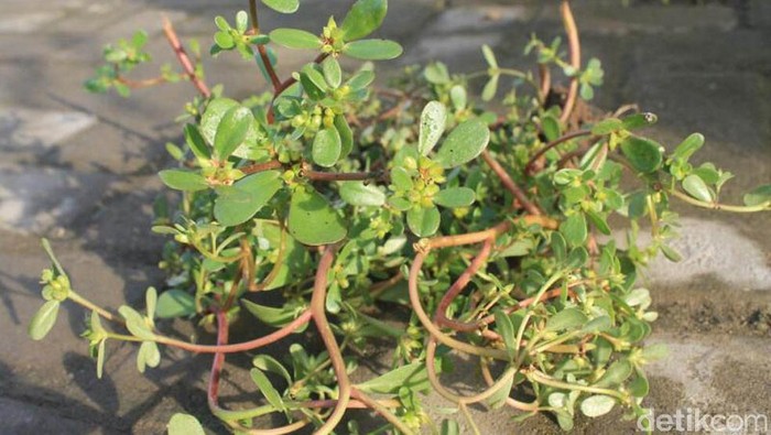 Daftar Makanan Tinggi Nutrisi yang Murah dan Mudah Didapat