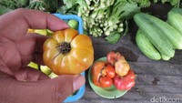 Ada tomat kampung yang bentuknya seperti labu mini. Di pasar ini juga dijual pucuk daun labu untuk dijadikan sayuran (Fitraya/detikTravel)
