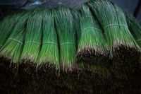 Nyam-nyam! Sumpit Kayu dari Rumput Ini Bisa Dimakan
