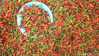 Warga Atambua suka pedas, favorit mereka adalah lombok alias cabe rawit dan lombok kecil alias cabe rawit mini tapi pedas bukan main. Cabe ini dijual dalam piring-piring kecil harganya Rp 5.000 (Fitraya/detikTravel)