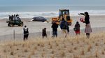 Seekor Paus Bungkuk Terdampar di Pantai New York