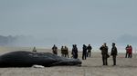 Seekor Paus Bungkuk Terdampar di Pantai New York