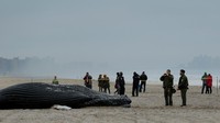 Atlantic Marine Conservation Society menyarankan masyarakat setempat untuk menghindari bangkai paus dengan radius 150 kaki, karena diduga bangkai tersebut terjangkit penyakit. Nekropsi juga akan dilakukan pihak terkait guna menyelidiki penyebab kematian paus. REUTERS/Lucas Jackson.