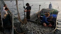 Di Danau Galilea juga kita bisa menyimak tentang kisah ikan Petrus. Ikan yang dipancing Petrus-murid Yesus, yang ternyata menyimpan uang 4 dirham di dalam mulutnya. Ikan Petrus ini banyak terdapat di Danau Galilea (Ronen Zvulun/Reuters)