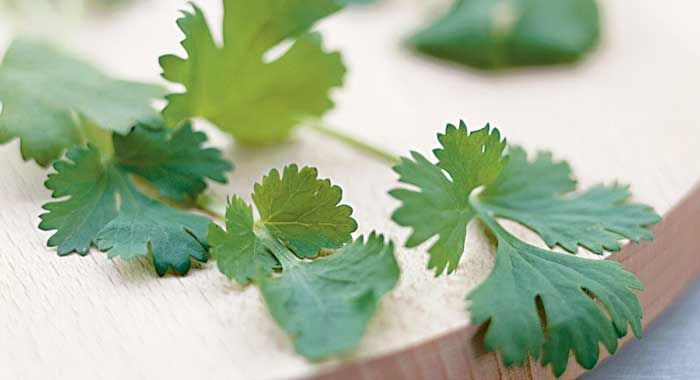 daun peterseli