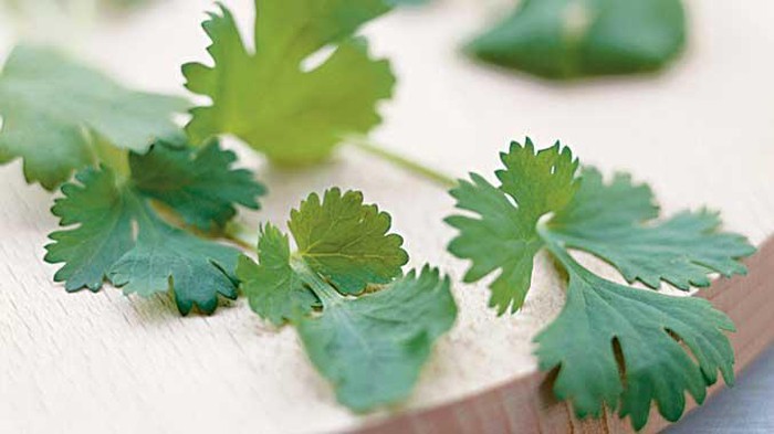 daun peterseli daun peterseli