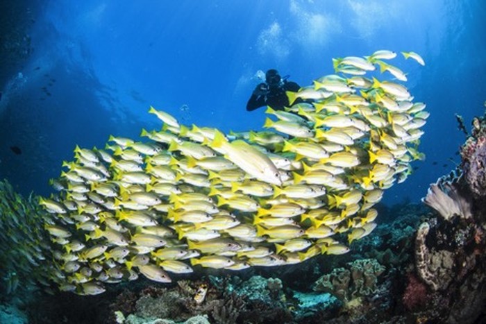 Kemenpar Unjuk Kekayaan Bahari di Marine Diving Fair Tokyo