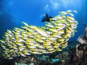 Kemenpar Unjuk Kekayaan Bahari di Marine Diving Fair Tokyo