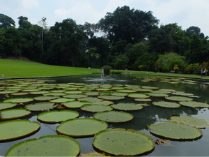 Wisata Flora Jadi Magnet di Kebun Raya Bogor