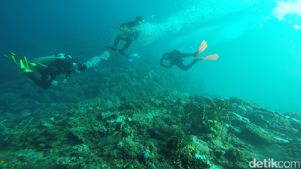 Gorontalo Surganya Spot Fotografi Bawah Laut Keren